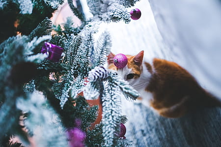 cat under Christmas tree thumbnail