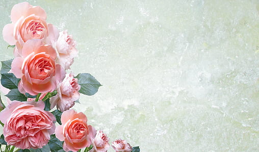 pink roses wallpaper thumbnail
