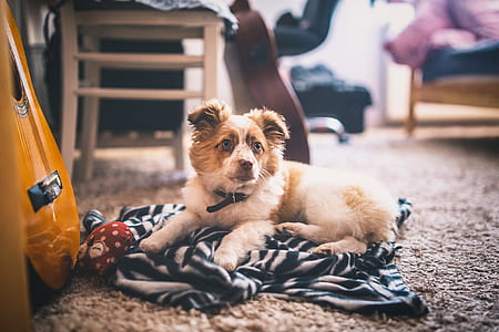 short-coated white and tan puppy lying on black and white textile thumbnail