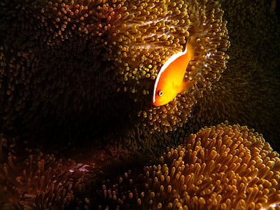 orange fish at sea anemone thumbnail
