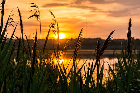 silhouette of wheat plant during golden hour thumbnail