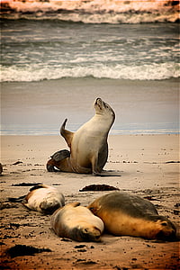 sea lion thumbnail