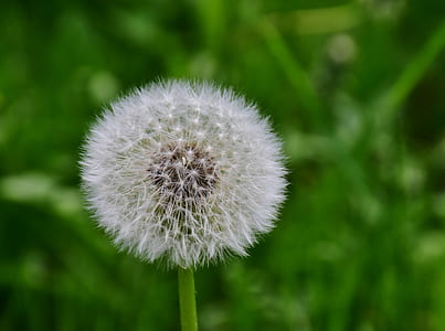 closeup photo of white dandelion flower thumbnail