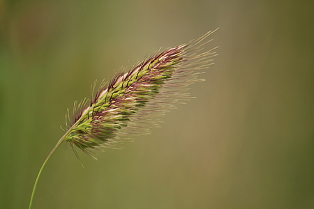 selective focus photography of green and brown plant at daytime thumbnail