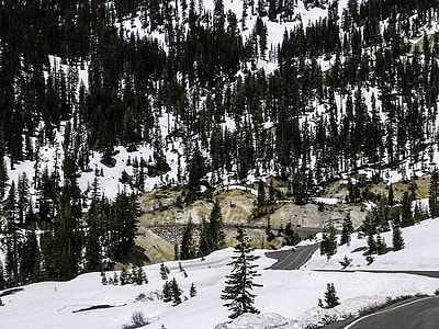 Pine tree at Sulfur Works at Lassen Volcanic National Park, California thumbnail