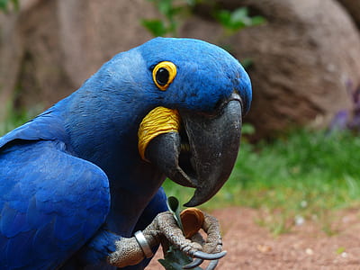 blue bird thumbnail