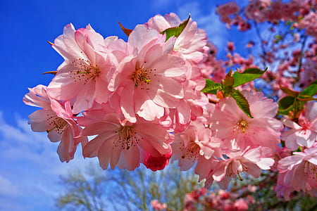 selective photo of cherry blossoms thumbnail