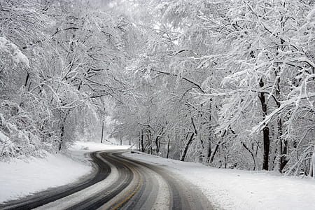 desired road in between trees thumbnail