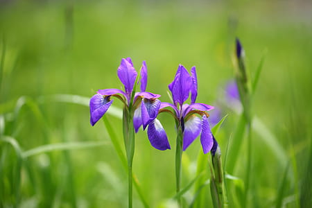 tilt shift lens photography of purple flowers thumbnail