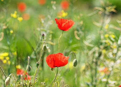 two red poppy flowers thumbnail