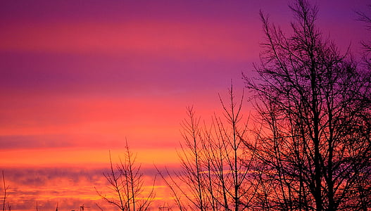 silhouette of bare tree under pink clouds thumbnail