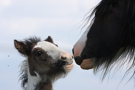 horse and pony thumbnail