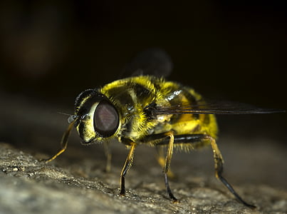 macro photo of yellow bee thumbnail