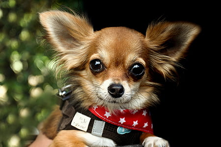 selective focus photography of brown short-coated dog thumbnail