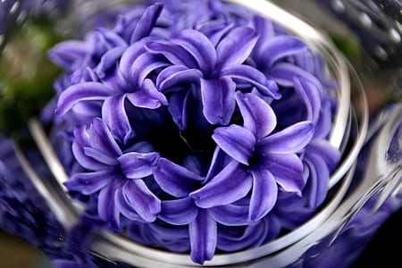 purple petaled flower arrangement thumbnail