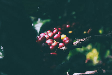 selective focus photography of coffee beans thumbnail