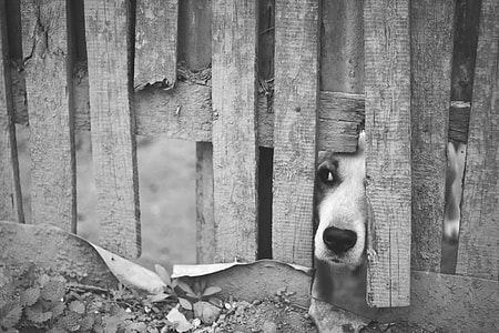 greyscale photo of dog on brown wooden fence thumbnail