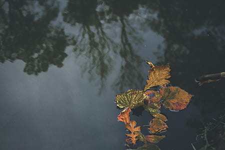 brown leaves floating on water thumbnail