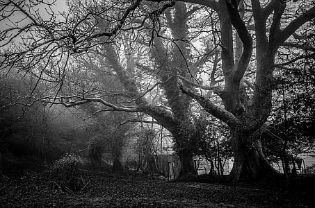 bare trees during daytime thumbnail