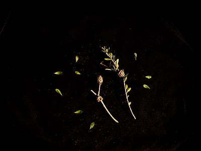 yellow leafed plants thumbnail