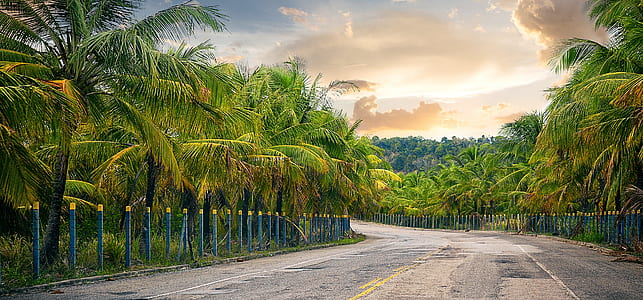 road between field of coconut tree during daytime thumbnail