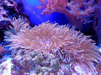 pink and red coral reefs thumbnail