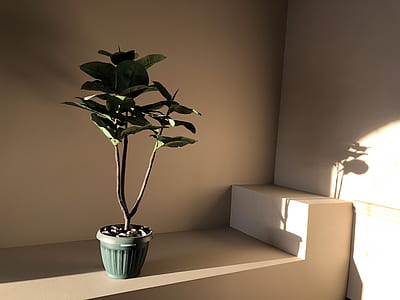 indoor green potted plant on platform thumbnail