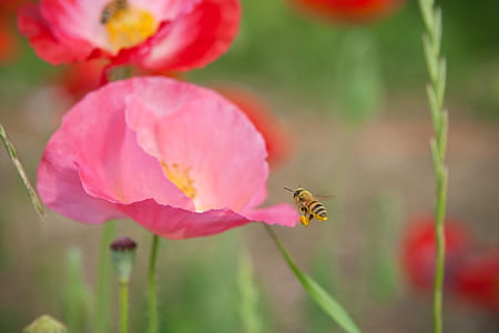 photo of yellow bee on pink flower thumbnail