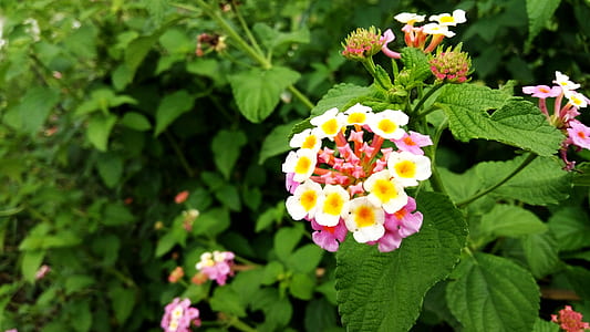 Yellow White and Pink Petaled Flower thumbnail