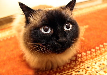 brown and black cat lying on floor thumbnail
