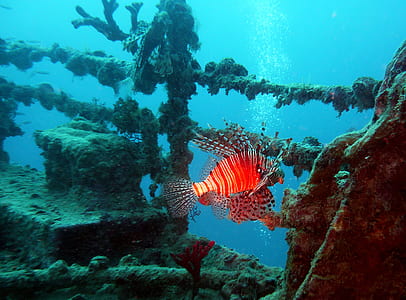 red lionfish beside shipwreck thumbnail