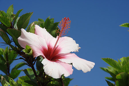 pink Hibiscus flower at daytime thumbnail