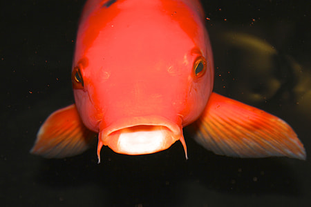 close-up photo of pink fish opening mouth thumbnail