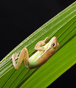 brown and green frog thumbnail
