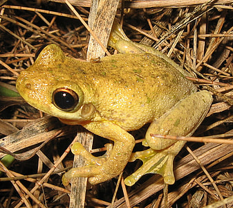 Tyler's Tree Frog - Litoria tyleri thumbnail