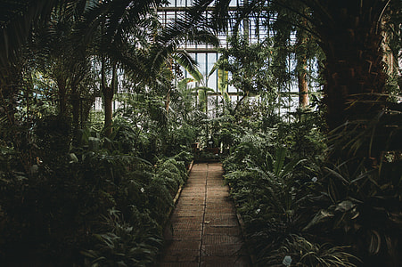 brown pathway surrounded by plants thumbnail