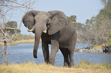 gray elephant standing near leafless tree thumbnail