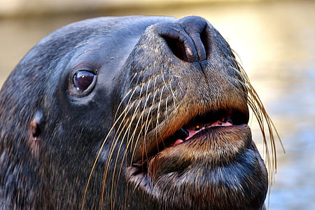 photo of black sea lion thumbnail