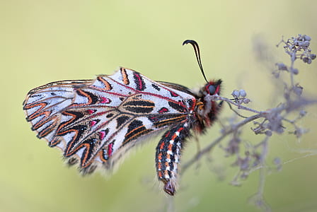 white, black, and pink butterfly sucks flower thumbnail