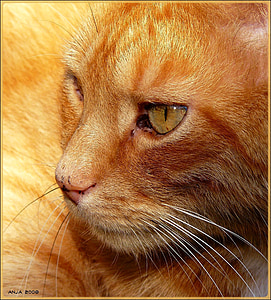 close-up photography of orange tabby cat thumbnail
