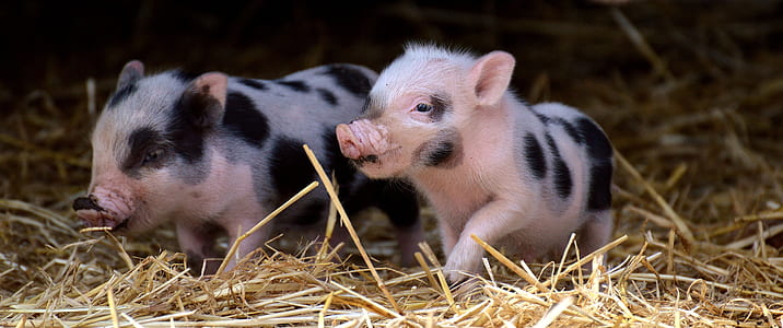 white-and-black piglets thumbnail