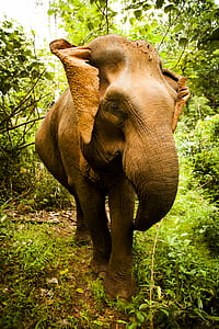 Brown Elephant Stands Between Green Trees and Plants Under White Sky thumbnail