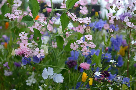 pink, white, and blue petaled flowers in bloom thumbnail