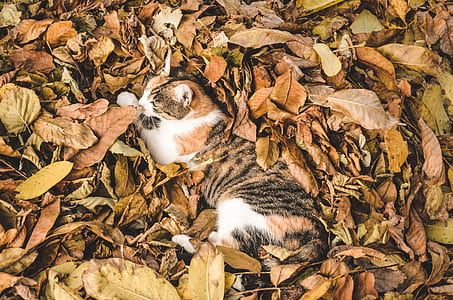 brindle cat laying on dried leaves thumbnail