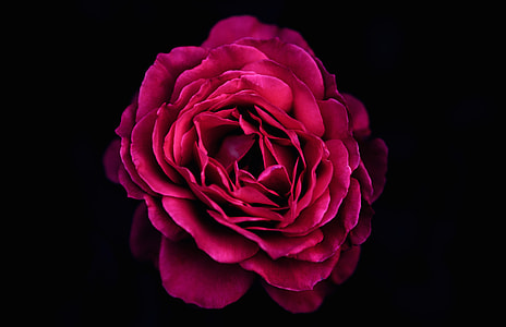 red rose thumbnail