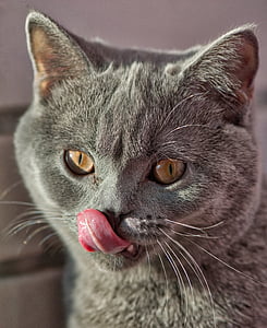 gray cat thumbnail