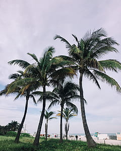 green coconut palm tree surrounded by grass during daytime thumbnail