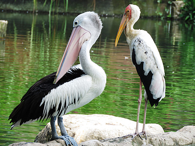 two white-and-black pelicans on gray rock near body of water thumbnail