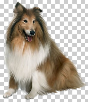 Border Collie Puppy Cat Pet Veterinarian Dogs Adult Black And