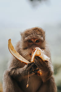 close up photo of brown monkey eating banana thumbnail